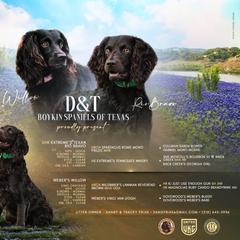 Boykin Spaniel Puppies from D&T Boykin Spaniels