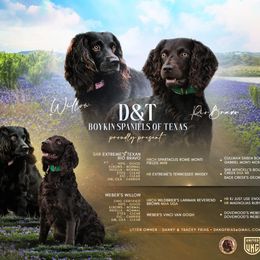 Boykin Spaniel Puppies from D&T Boykin Spaniels