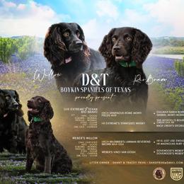 Boykin Spaniel Puppies from D&T Boykin Spaniels