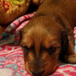 Dachshund Puppies from CLARK'S BREEDING PROGRAM