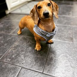 Dachshund Puppies from Ripon Dachshunds