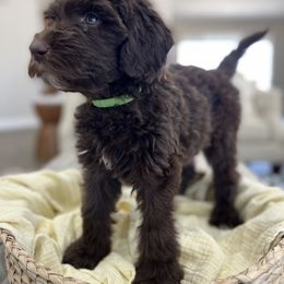 Bernedoodle, Goldendoodle, and Sheepadoodle Puppies from High Desert Doodles