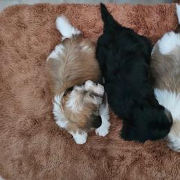 Cavachon, Cavalier King Charles Spaniel, Cavapoo, and Havanese Puppies from Peaks Pups & Cavachon Love Chocolate Cavaliers, Cavaliers, Cavachon’s, Cavapoos & Havanese