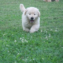 Golden Retriever Puppies from Huntleigh Goldens