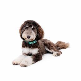 Kahlua - Labradoodle