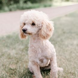 Aussiedoodles from Jupiter Doodles