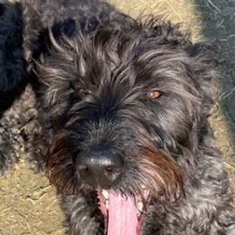 Labradoodles and Poodles from Lucky Stars Ranch