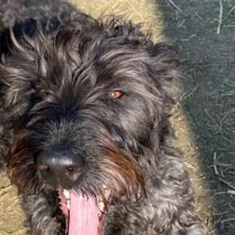 Labradoodles and Poodles from Lucky Stars Ranch