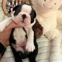Jaxson - Black and white male Boston Terrier puppy in Tampa, Florida from Bayshore Boston Terrier’s