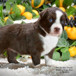 Peppermint Patty - Red & white female Australian Shepherd puppy in Ranger, Texas from Outback Mini Aussies