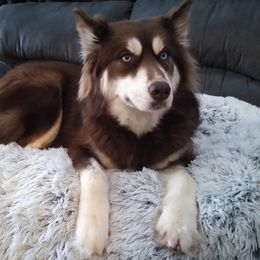 Ziva - Siberian Husky