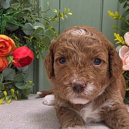 Goldendoodles from JoZy's Doodles