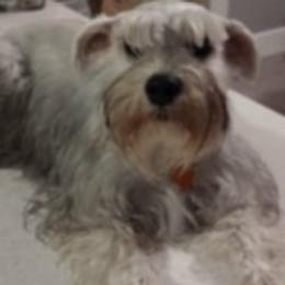 Miniature Schnauzers from Nikkis Minis