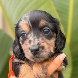 Kingston - Dapple male Dachshund puppy in El Cajon, California from Lisa Buxton