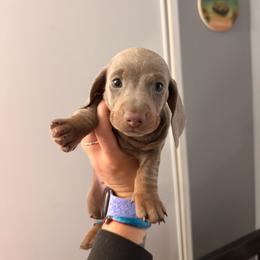 Lucky - Fawn (Isabella) male Dachshund puppy in Victorville, California from Wirz’s Weens