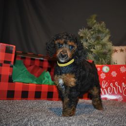 Donner - G5 Yellow Female - Phantom female Poodle puppy in Nelson, Missouri from MD Triple Creek Ranch