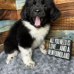 Xia - White and black Newfoundland puppy in Tully, New York from Bear Paw Newfoundlands