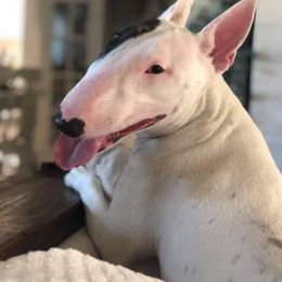 Bull Terrier All Grown Up from Wilkins farms