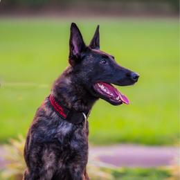 Maze - Dutch Shepherd