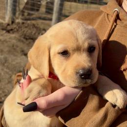 Jenny - Yellow female Labrador Retriever puppy in Baldwin City, Kansas from Hedge Lane Labradors