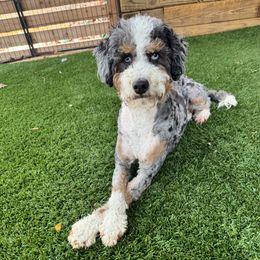 Minnie - Bernedoodle