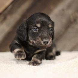 Victor - Black and cream male Dachshund puppy in Alto, Texas from Prima Dachshunds