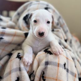 White boy - White male Whippet puppy in Menifee, California from Wonderstruck