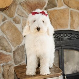 Red Collar Female - Yellow and white female Bernedoodle puppy in Kamas, Utah from A + E Farms