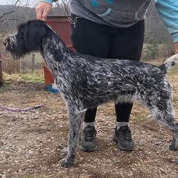 Gucci - Black and white female German Wirehaired Pointer puppy in Wellston, Ohio from Blue Line GWPs