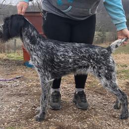 Gucci - Black and white female German Wirehaired Pointer puppy in Wellston, Ohio from Blue Line GWPs