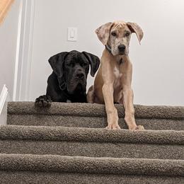 Great Dane Puppies from Split Rock Danes