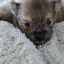 Snickers - Chocolate sable male Pomeranian puppy in Arthur, Illinois from Dachs and Poms