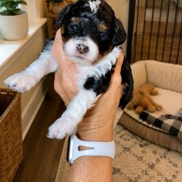 Trooper - Parti male Poodle puppy in Sperry, Oklahoma from PuppyLove Poodles