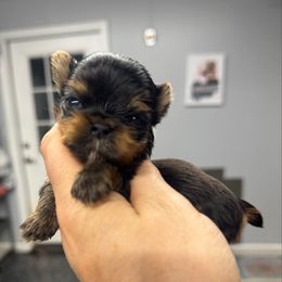 Poppy - Black and gold female Yorkshire Terrier puppy in Fredericksburg, Indiana from Yorkie Blessings