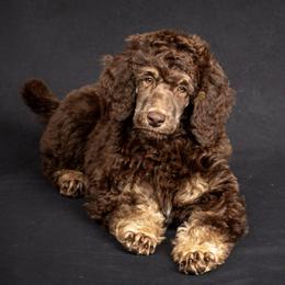 Poodles from Above the Standard Dogs