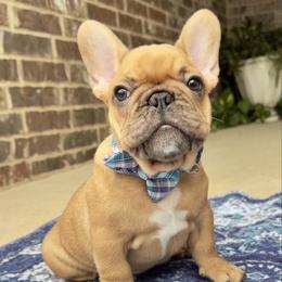 Mac - Brindle and white male French Bulldog puppy in Willis, Texas from Maranda Cianceruso