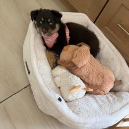 Roxie - Australian Shepherd