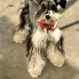Lark - Miniature Schnauzer