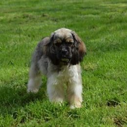Cockapoos, Maltipoos, and Poodles from Brew House