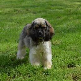 Cockapoos, Maltipoos, and Poodles from Brew House