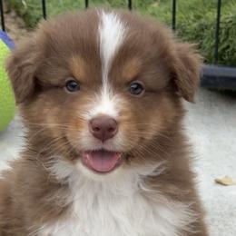 Alto - Red tri-color male Australian Shepherd puppy in Kearney, Nebraska from Helix Aussies