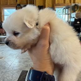 Boy 2 - White male American Eskimo Dog puppy in Brookfield, Missouri from Mauzey Eskies
