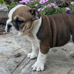 Bulldog puppies from Itsabulldogthing