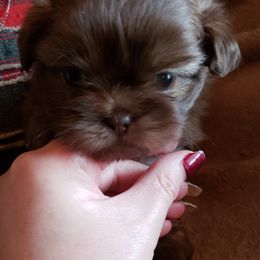 Shih Tzu Puppies from Sapphire Shih-Tzu's of Ohio