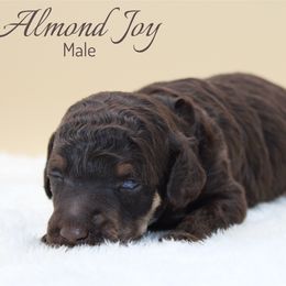 Almond Joy - Phantom male Poodle puppy in Mount Sterling, Kentucky from Curly Country Poodles