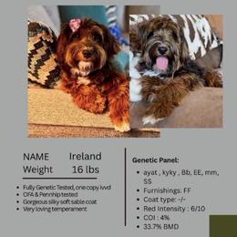 Ireland/Kelce - Bernedoodle