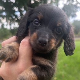 AKC female 2 - Black and tan female Dachshund puppy in De Soto County, Florida from Countridox Dachshunds