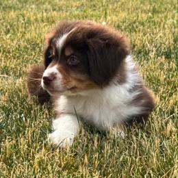 Rooster - Red tri-color male Miniature American Shepherd puppy in Cheney, Washington from Serene Prairie K9