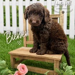 Bieber - Chocolate male Australian Labradoodle puppy in Denton, Texas from Liberty Hill Labradoodles