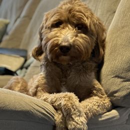 PADMÈ - Goldendoodle